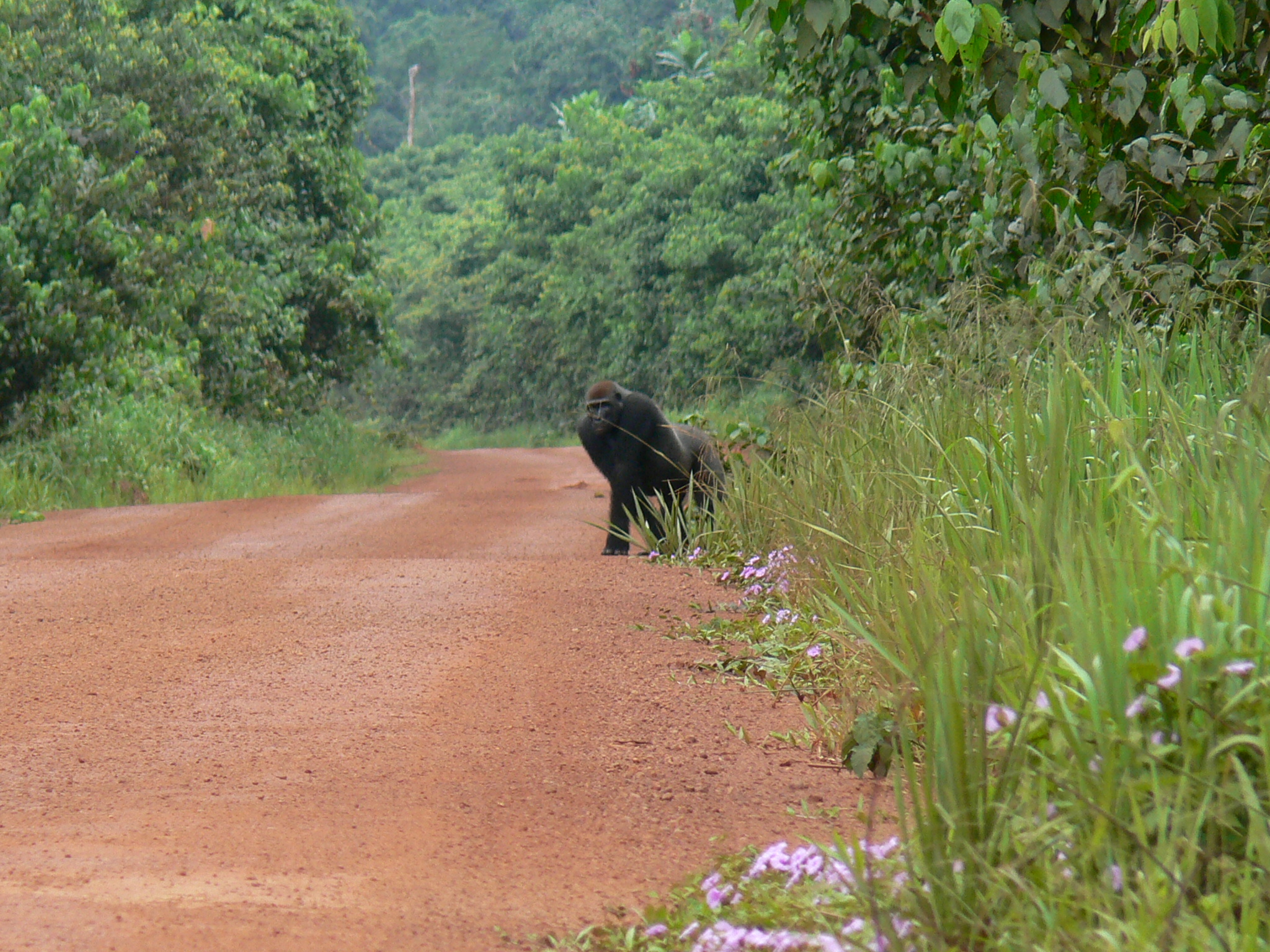 Plaquette_Congo_Forets-Congo 10 2014_Crédit FFEM Didier Simon