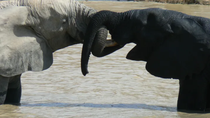 Eléphants dans l'eau - Arly, Burkina Faso