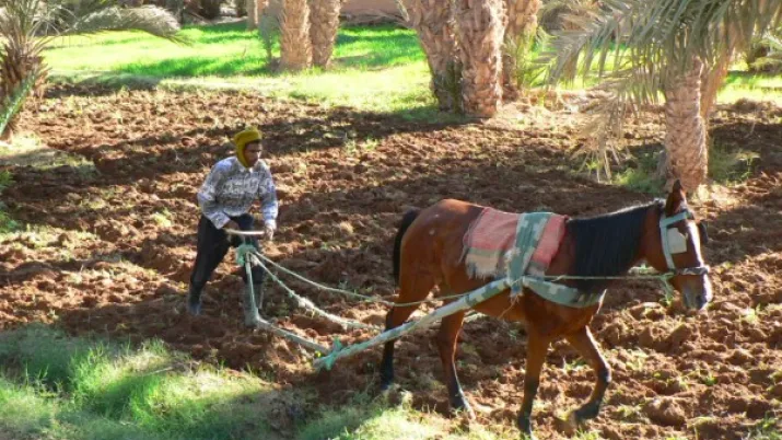 Maroc Oasis du sud marocain