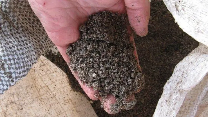 Jatropha Curcas