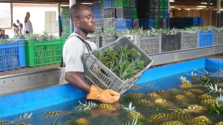 Production d'ananas, Côte d'Ivoire