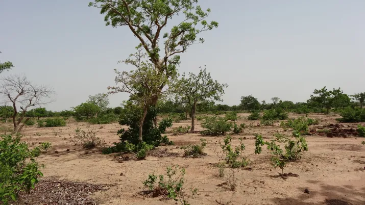 CZZ2125-2014-Burkina ACFAO © Didier Simon, FFEM (34)