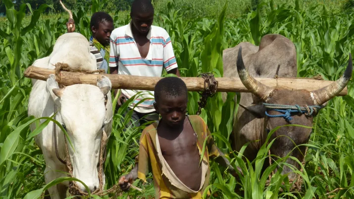 Culture attelée, Togo