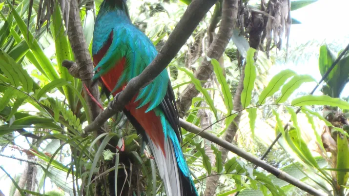 Oiseau - Mexique © Julien Calas