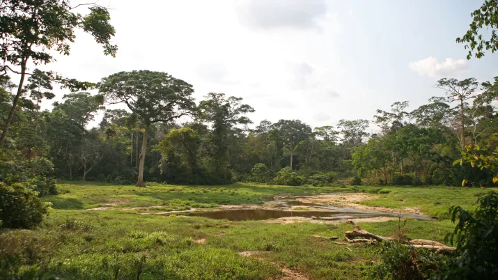 Saline Bali, Bassin du Congo