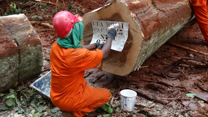 2013-Cameroun05-Bois-cogeneration © D.Simon, FFEM (160)