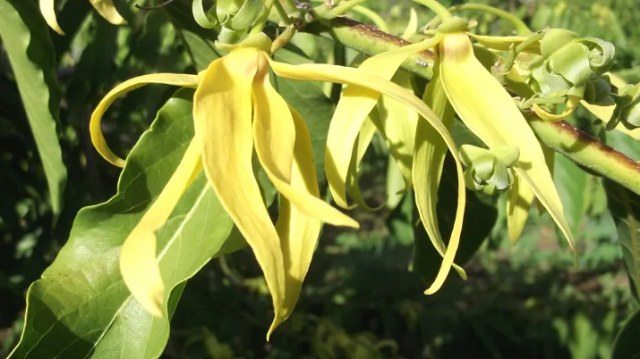 Initiative_développement_2017_fleurs_Ylang