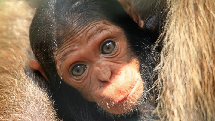 Singe Chimpanzé_DPP_0183 © Franck RIBAS-BRLi