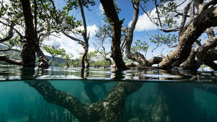 Mangrove
