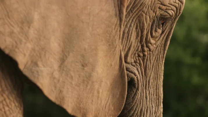 Elephant_(c) Ghislain_Rieb_AFD