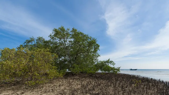 mangroves-Alexis-Rosenfeld