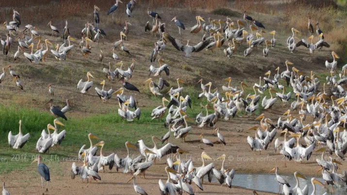 Pelican_Tchad_Zakouma NP_2018-04_© Bruno PORTIER