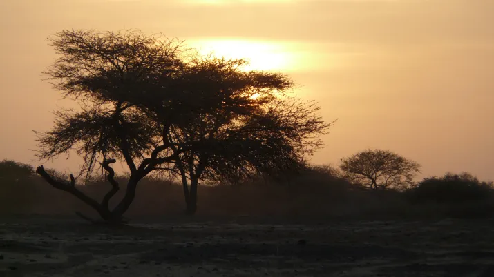 vue savane
