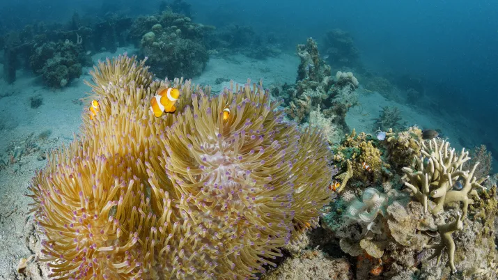 2020_CPH1042_Ssulubaai-SRP-reef © Corinne Bourbeillon21