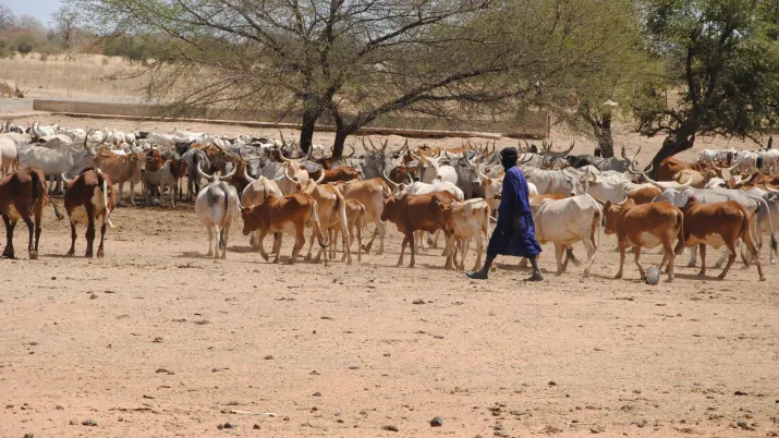 Strengthening pastoral units in Senegal