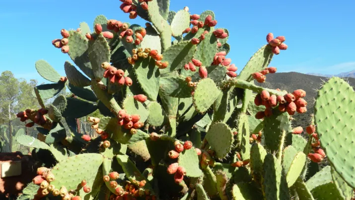 Favoriser l’adaptation au changement climatique grâce à la valorisation de la figue de barbarie