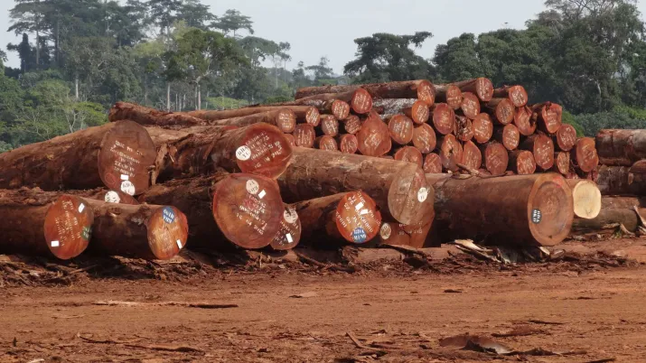 Promouvoir et formaliser l’exploitation artisanale du bois pour réduire la dégradation des forêts