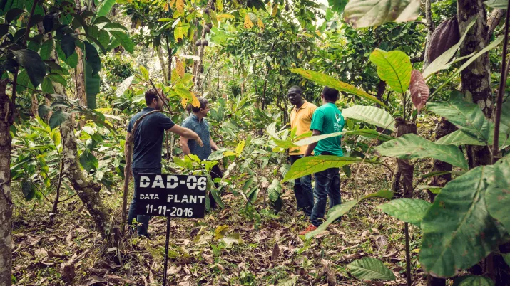 Plantations de cacao Amérique latine