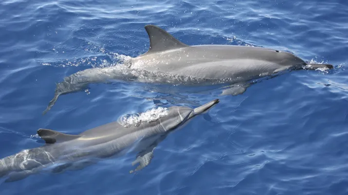 Spinner dolphin_Stenella longirostris_delfines foto comprada-pag