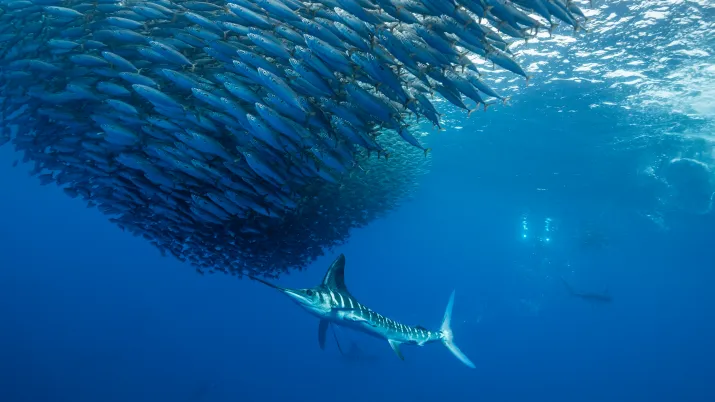 Sailfish _Istiophorus platypterus_pez vela