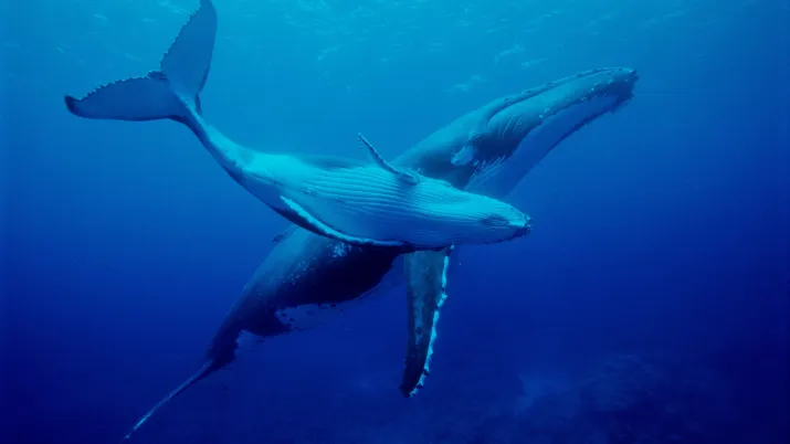 baleine nageant dans l'océan