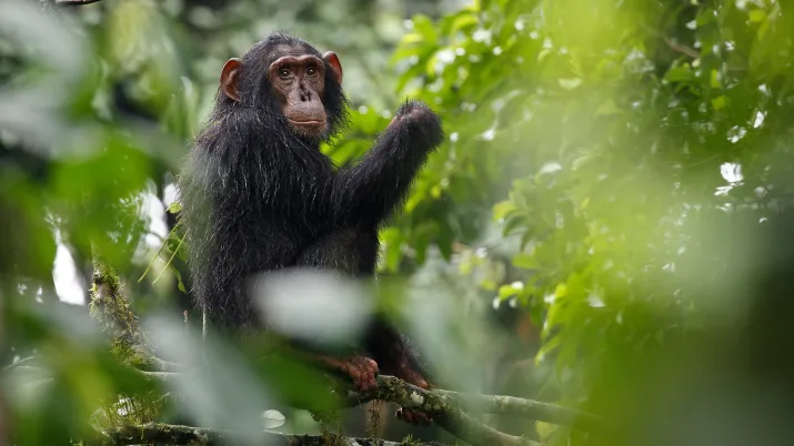 Chimpanzé