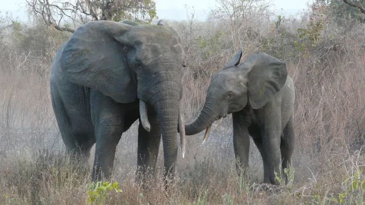 Eléphants - PPI