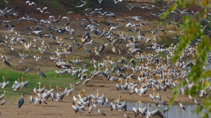 Protéger les oiseaux d’eau dans les grandes zones humides sahéliennes