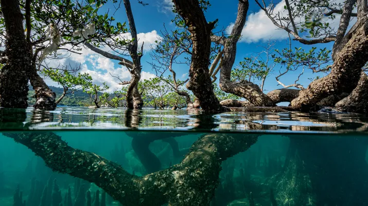 Mangroves de Mayotte