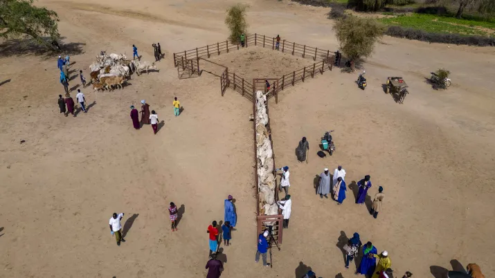 Pastoralisme au Sénégal, région Podor