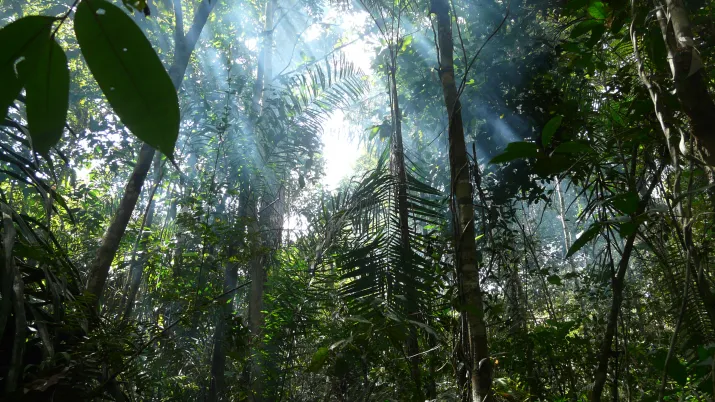 Amazonie Forêt biodiversité