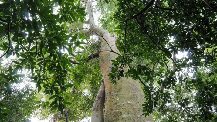 CHIMANIMANI