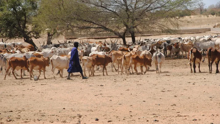 Troupeau de berger Sahel AVSF 2011