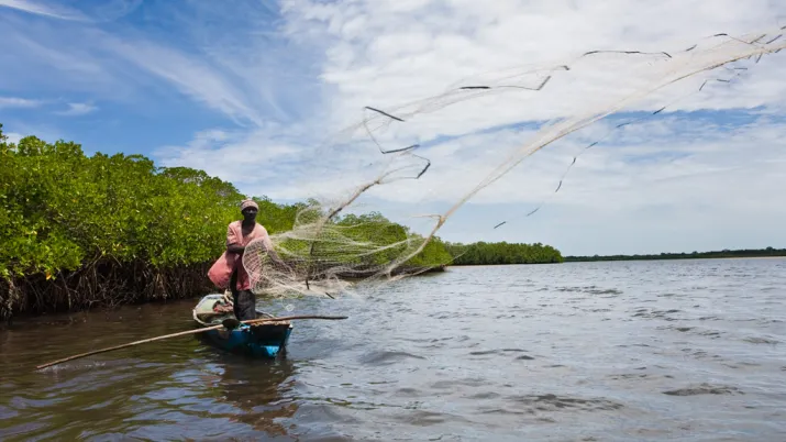 Mangrove Senegal