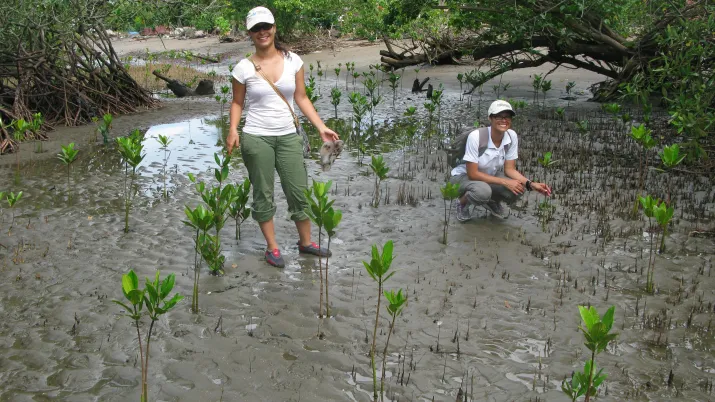 Mangroves Costa Rica