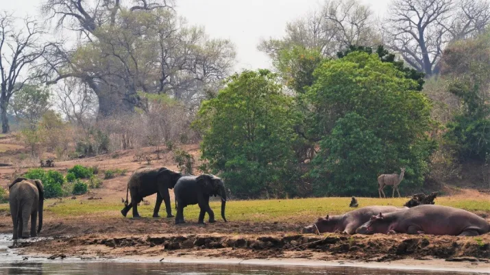 Eléphants