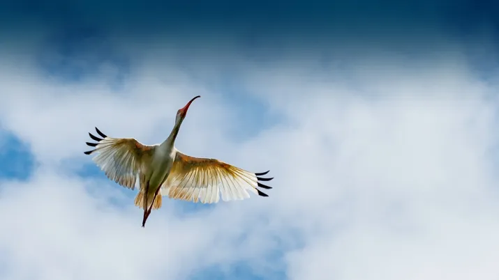 Initiative mangroves