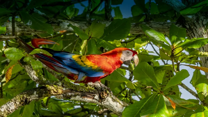 Initiative mangroves