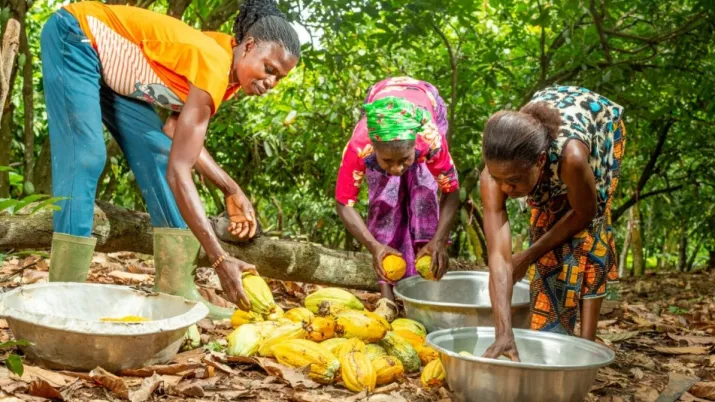 Côte d'ivoire-Coopérative cacao 