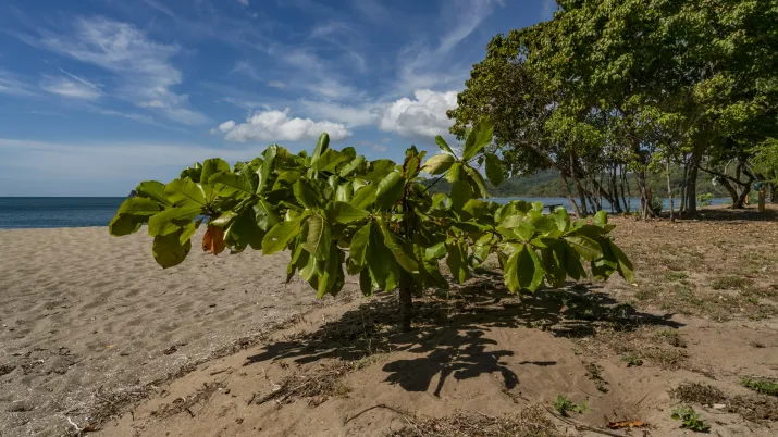 Océan_Mangroves_Costa_Rica 