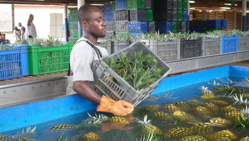 Production d'ananas, Côte d'Ivoire