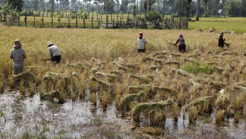 Récolte du riz, Cambodge