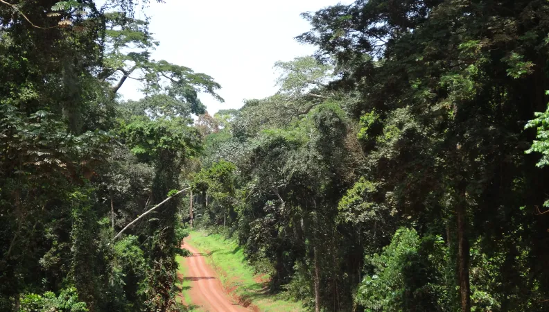 Cameroun 2015_Crédit Didier Simon (81)