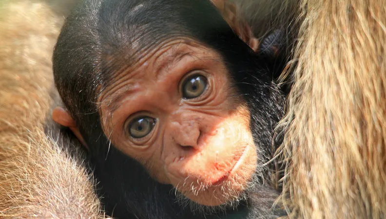 Singe Chimpanzé_DPP_0183 © Franck RIBAS-BRLi