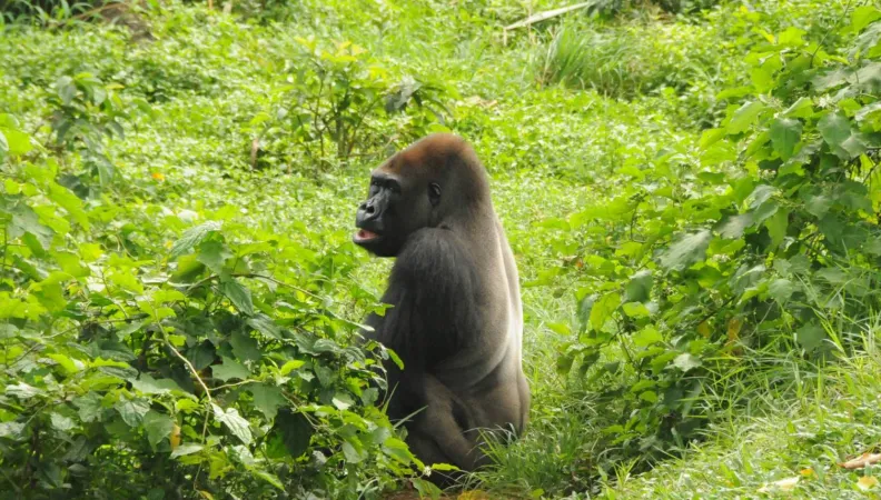 Lancement d’un nouveau projet dans le parc national de Deng Deng au Cameroun