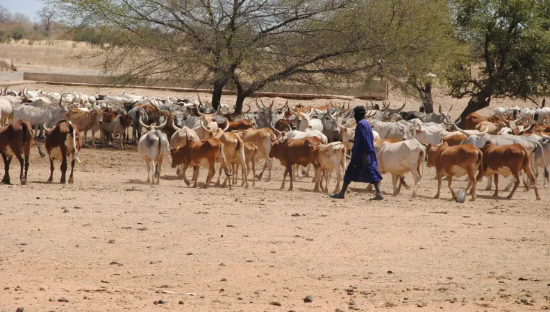 Strengthening pastoral units in Senegal