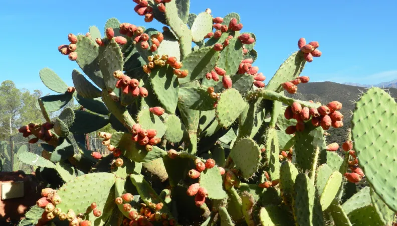 Favoriser l’adaptation au changement climatique grâce à la valorisation de la figue de barbarie