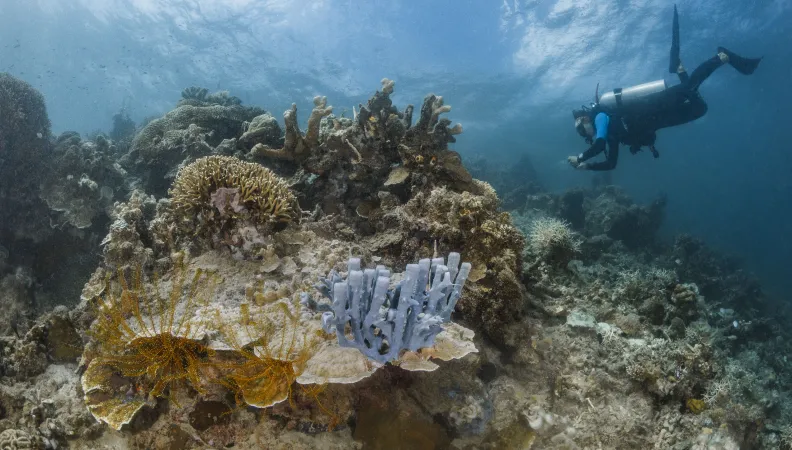 Ssulubaai-SRP-reef