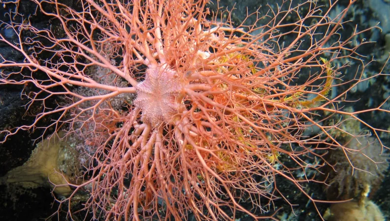 Gorgonocephalus with crinoid © UICN-Aurélie Spadone
