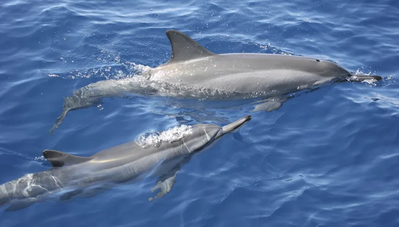 Spinner dolphin_Stenella longirostris_delfines foto comprada-pag